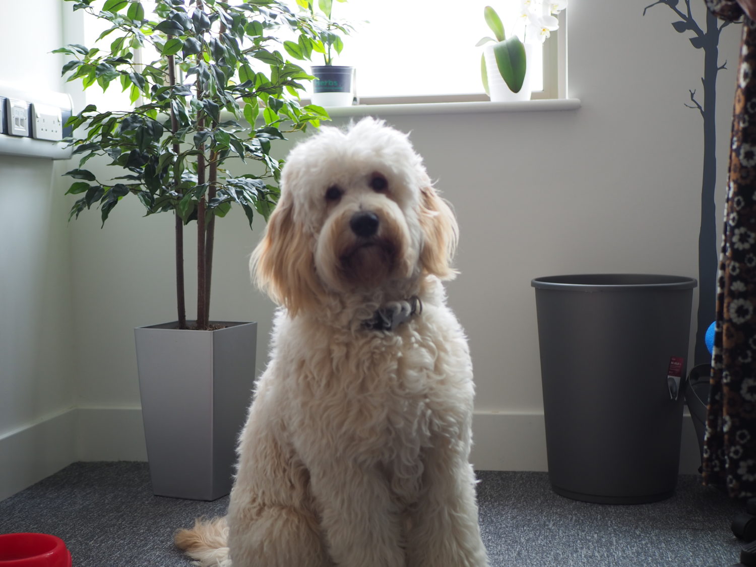 A photo of a furry Dog sitting quietly on the carpet in an office room.