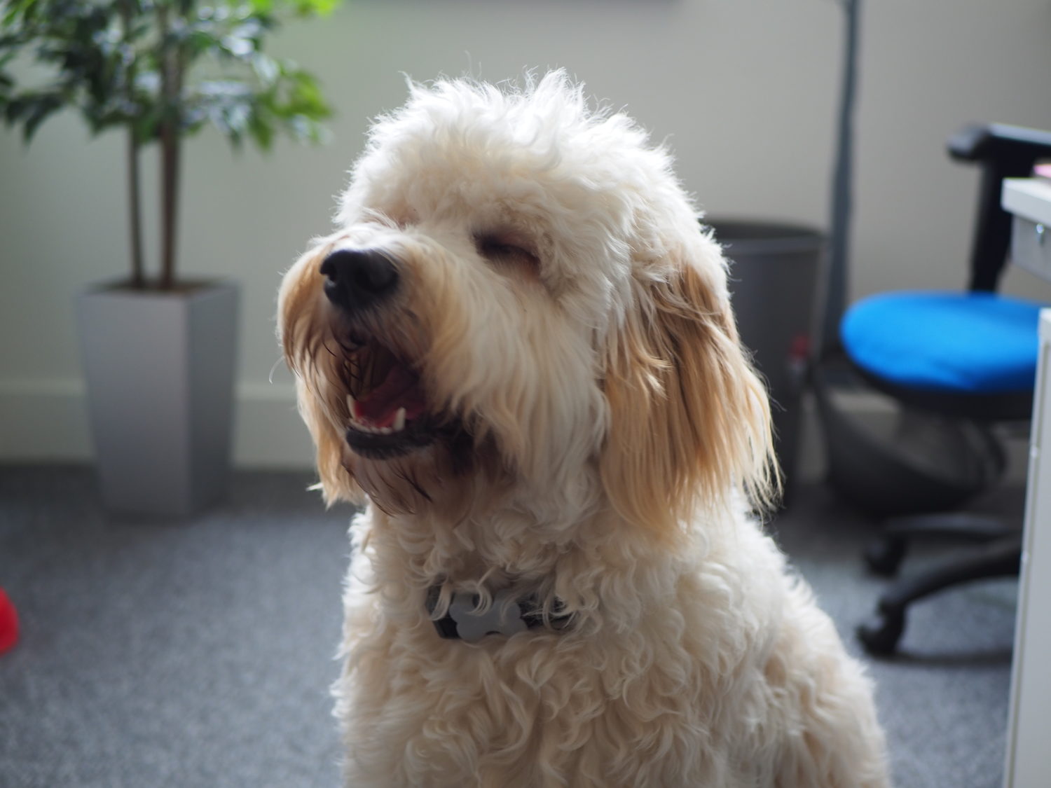 A photo of a furry Dog sitting quietly on the carpet in an office room.