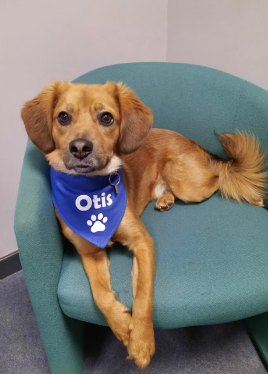 Willo a small brown dog sitting on a chair with a blue bib around his neck