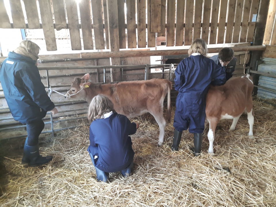 A group of four students are seen wearing farming overalls and tending to some Calves within a farm barn building.