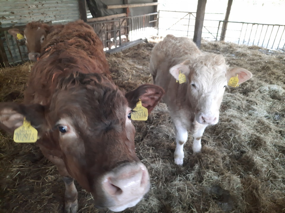 A photo of a pair of Cows looking up towards the camera in a farm barn building.