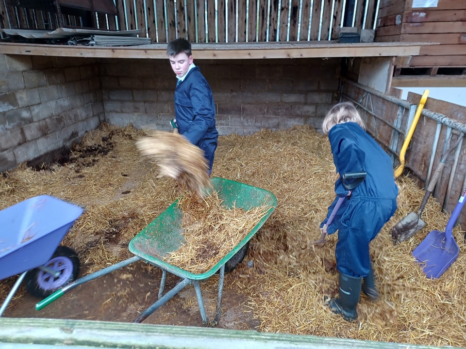 Two Leigh Academy Snowfields students can be seen shovelling hay from the floor of a barn into a green wheelbarrow, using large spades.