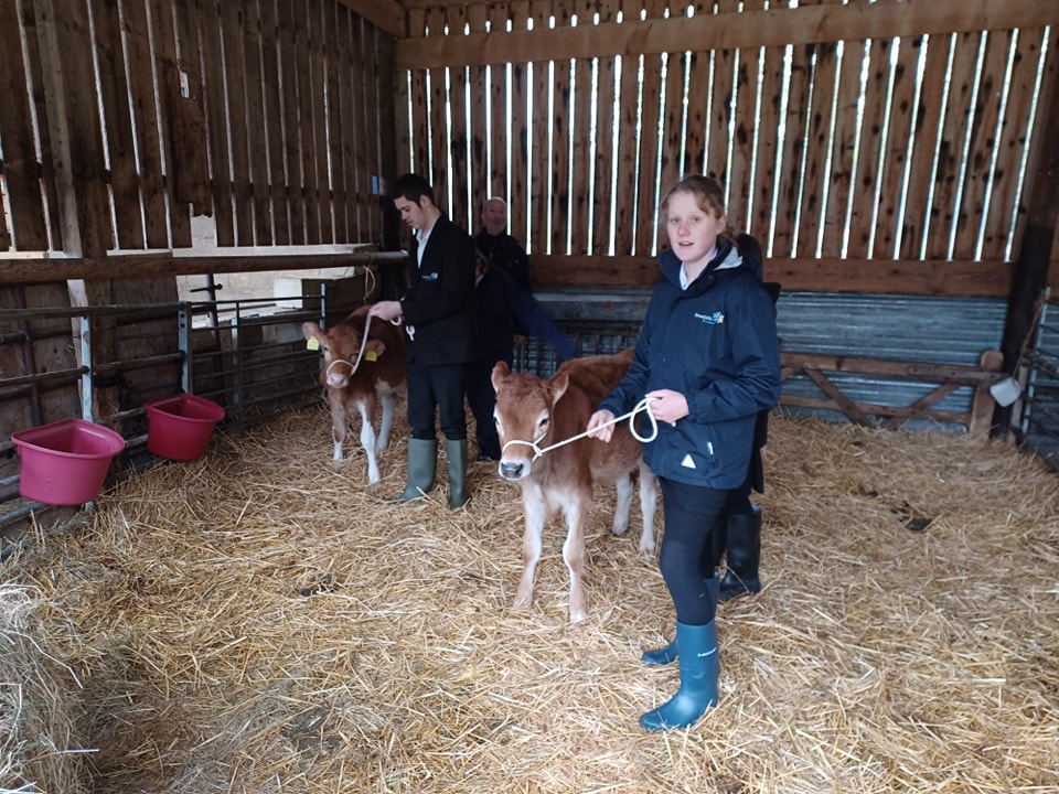 Three Leigh Academy Snowfields students are pictured leading some Calves on ropes for a walk around a barn, whilst under the supervision of an adult member of staff.